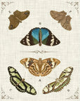 LOOMLAN Butterly Collection II Floating Canvas Art