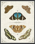 Butterly Collection II Artwork d Canvas Floating - LOOMLAN - LOOMLAN - Canvas Art