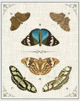 Butterly Collection II Artwork d Canvas Floating - LOOMLAN - LOOMLAN - Canvas Art