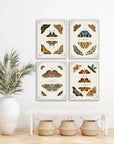 Butterfly Collection I Artwork Framed Canvas With Floating Frame Artwork LOOMLAN By LOOMLAN