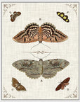 Butterfly Collection III Artwork Framed Canvas With Floating Frame Artwork LOOMLAN By LOOMLAN