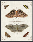 Butterfly Collection III Artwork Framed Canvas With Floating Frame Artwork LOOMLAN By LOOMLAN