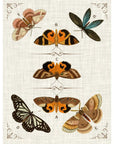Butterfly Collection IV Artwork Framed Canvas With Floating Frame Artwork LOOMLAN By LOOMLAN