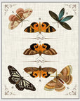 Butterfly Collection IV Artwork Framed Canvas With Floating Frame Artwork LOOMLAN By LOOMLAN