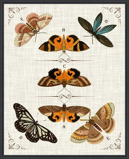 Butterfly Collection IV Artwork Framed Canvas With Floating Frame Artwork LOOMLAN By LOOMLAN