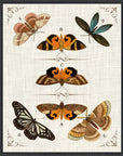 Butterfly Collection IV Artwork Framed Canvas With Floating Frame Artwork LOOMLAN By LOOMLAN