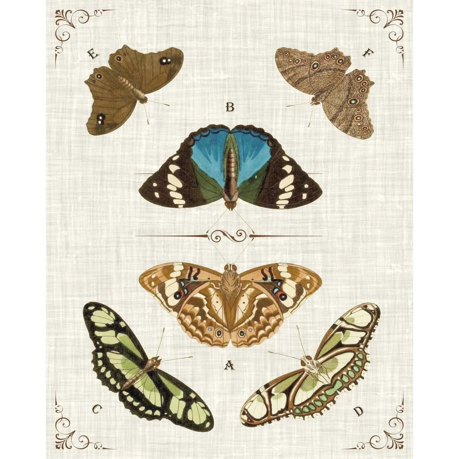 Butterly Collection II Artwork Framed Canvas With Floating Frame Artwork LOOMLAN By LOOMLAN