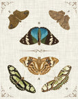 Butterly Collection II Artwork Framed Canvas With Floating Frame Artwork LOOMLAN By LOOMLAN