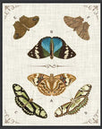 Butterly Collection II Artwork Framed Canvas With Floating Frame Artwork LOOMLAN By LOOMLAN