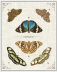 Butterly Collection II Artwork Framed Canvas With Floating Frame Artwork LOOMLAN By LOOMLAN